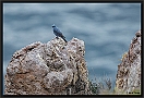 Blauwe Rotslijster, Blue Rock Thrush, Monticola solitarius Location: Molivos (Lesbos), Greece blauwe rotslijster 7D 4705 kopie